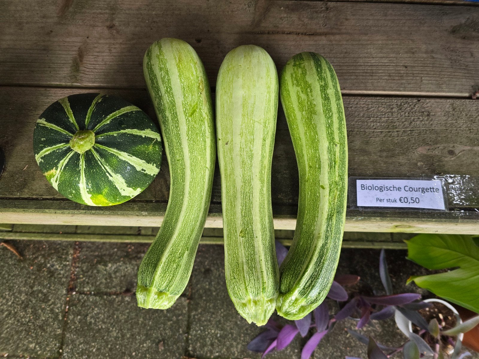 biologische courgette, Tuin en Terras, Ophalen, Eenjarig, Groenteplanten, Volle zon