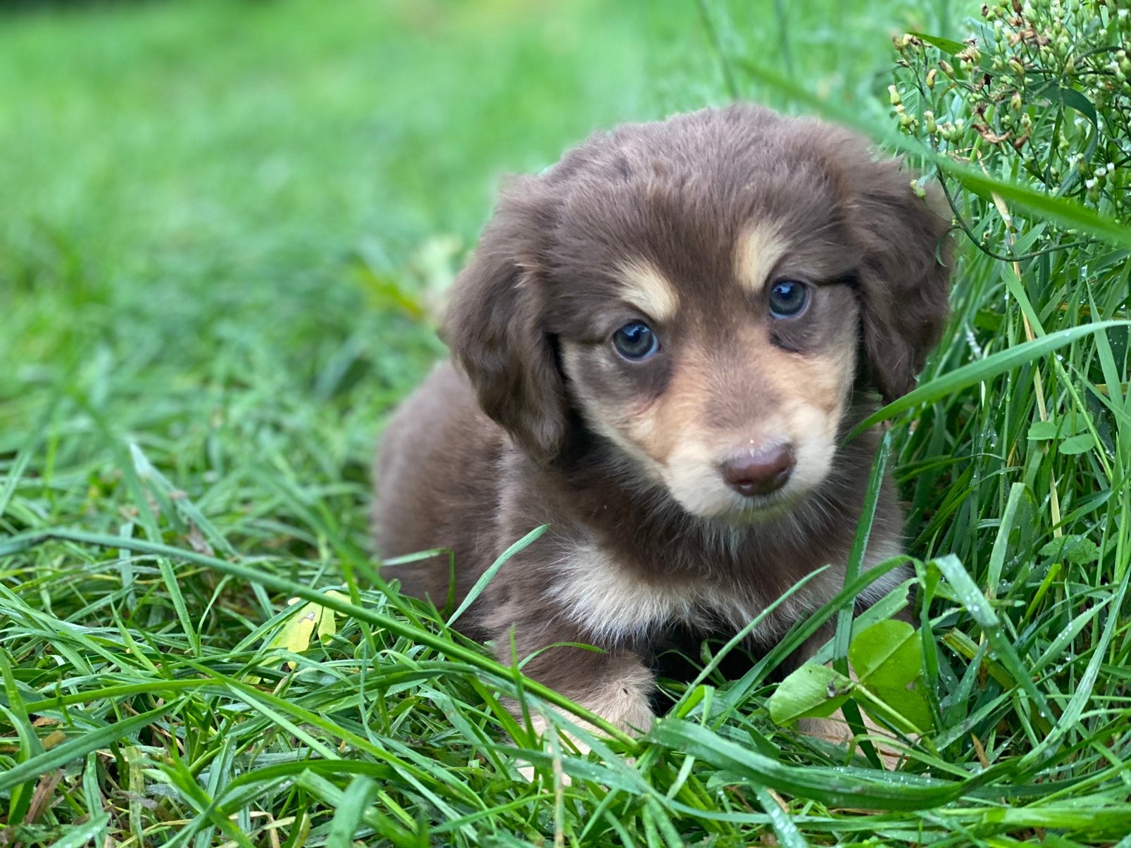 Bijzonder mooi gekleurde langhaar teckel kruising pups, CDV (hondenziekte), 8 tot 15 weken, Meerdere, Meerdere dieren