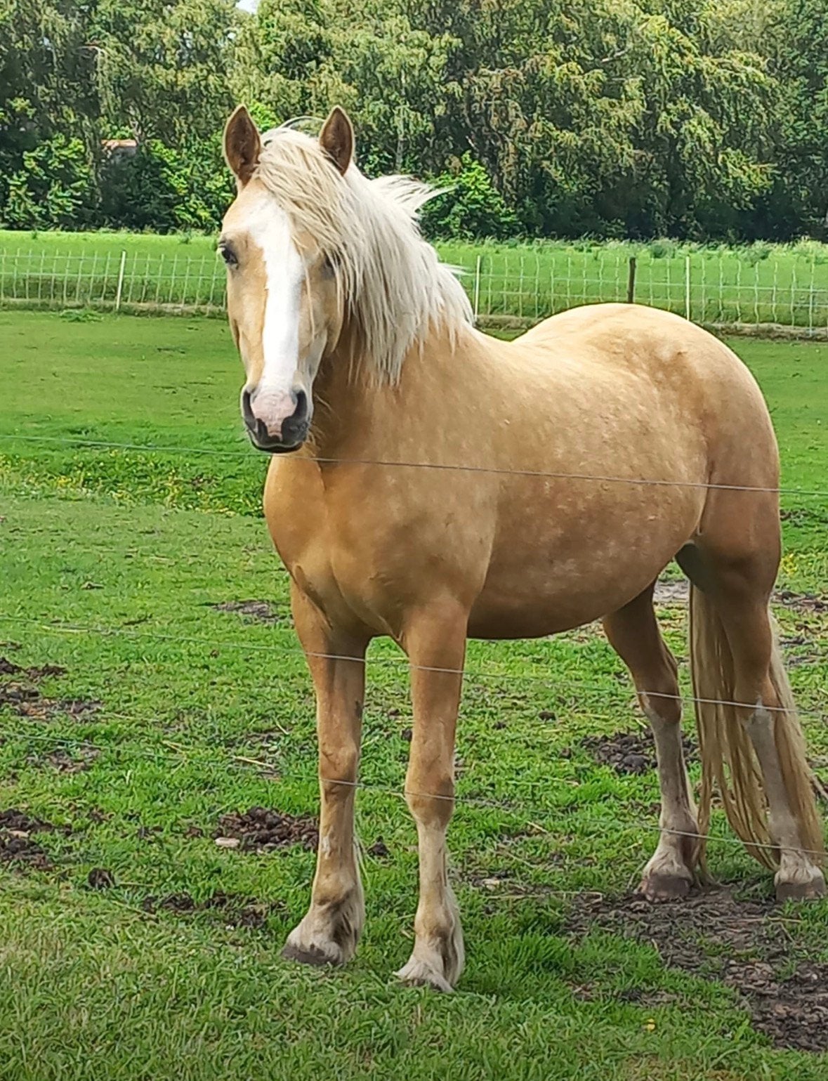 Mooie Palomino en Smokey Black Welsh merrie, Merrie, Minder dan 160 cm, Met stamboom, 3 tot 6 jaar
