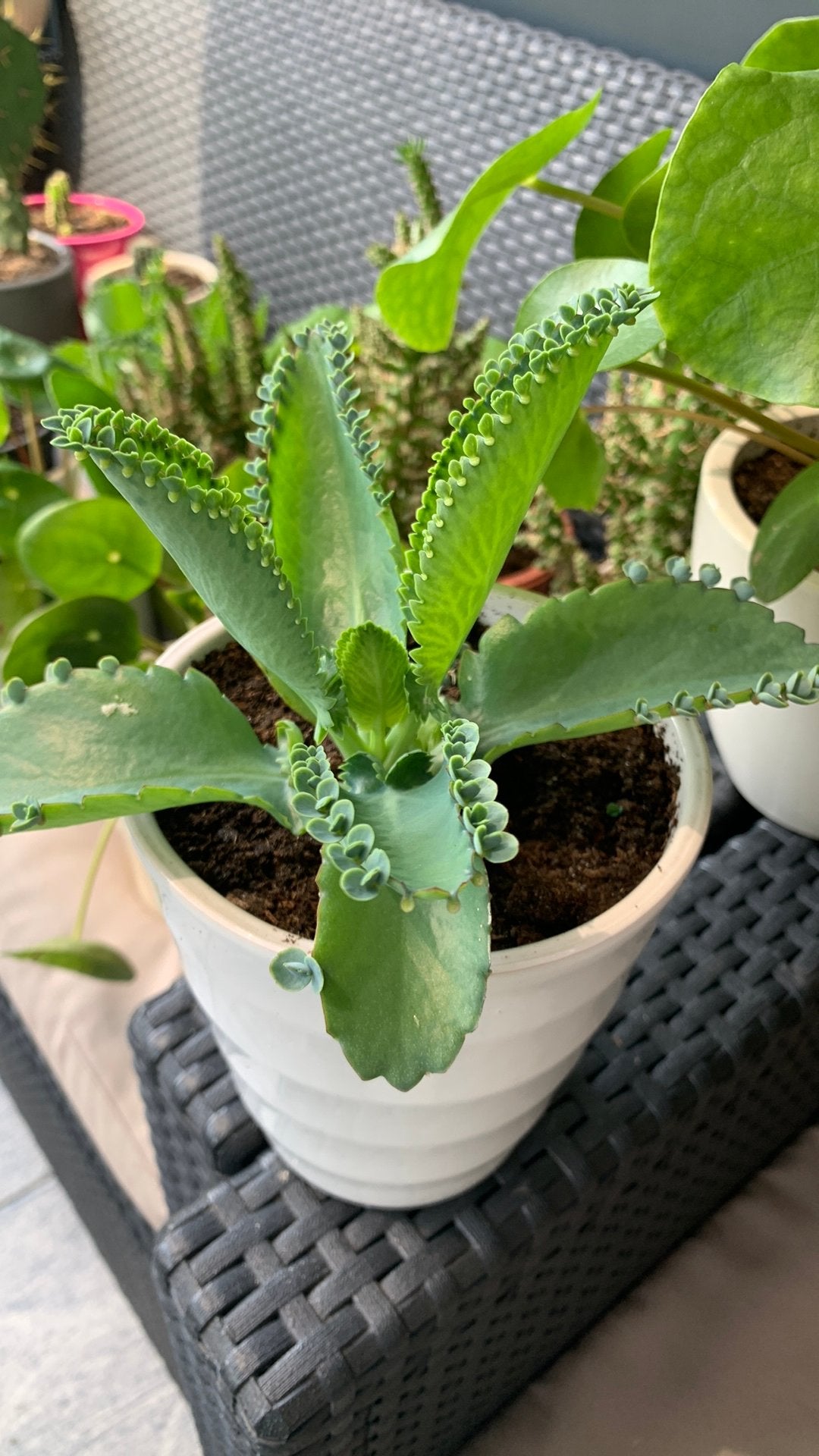 Vet plant met pot €5, Huis en Inrichting, Kamerplanten, Ophalen, Halfschaduw, Minder dan 100 cm