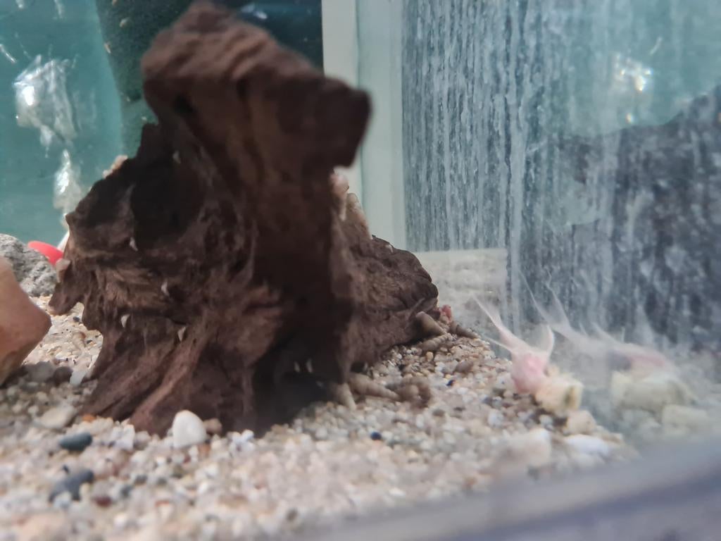 L155 Albino Acanthicus Adonis pleco, albino algeneter, Dieren en Toebehoren, Vissen | Aquariumvissen, Vis, Zoetwatervis