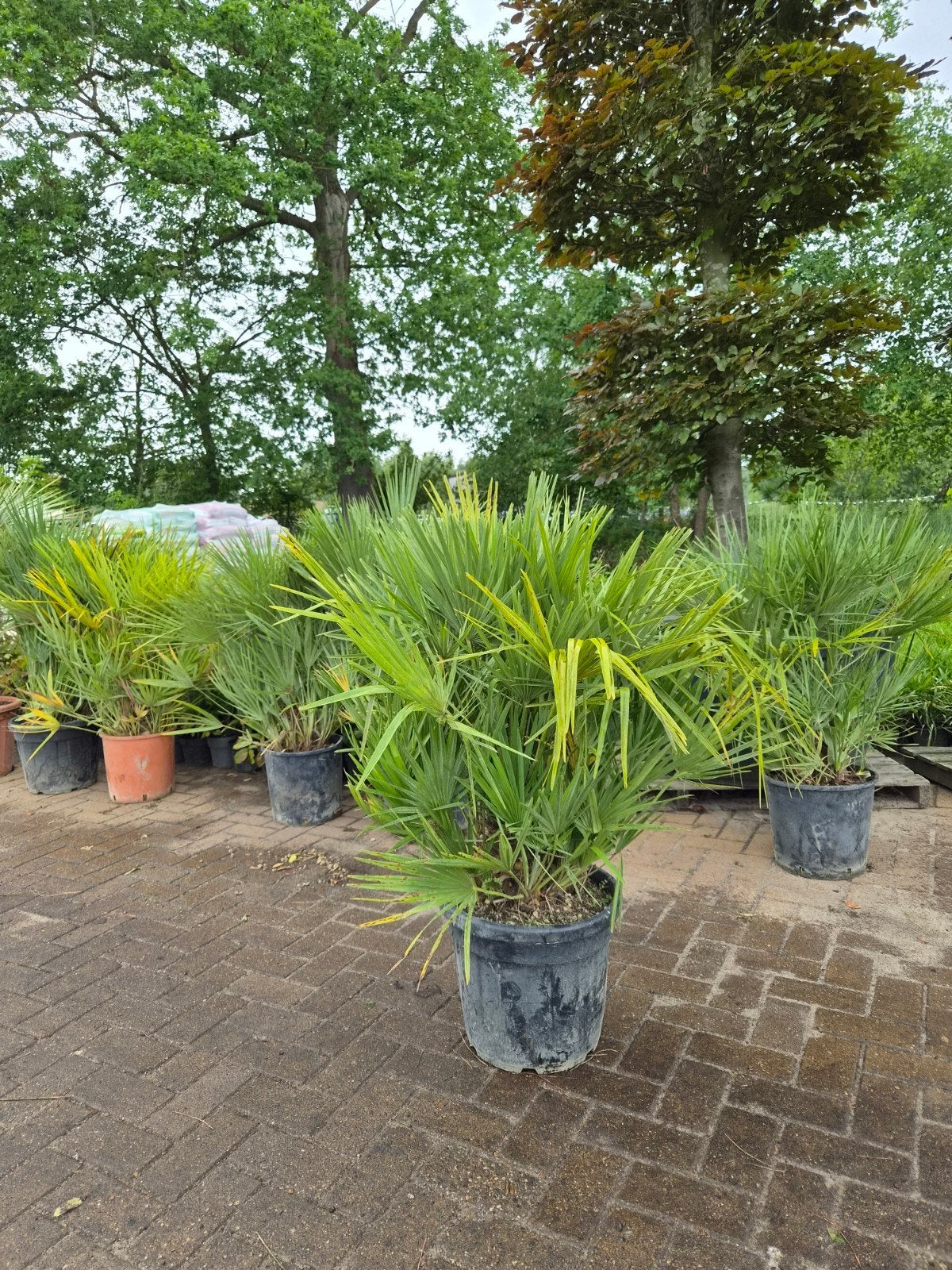 Chamaerops humilis - Winterharde Dwergpalm