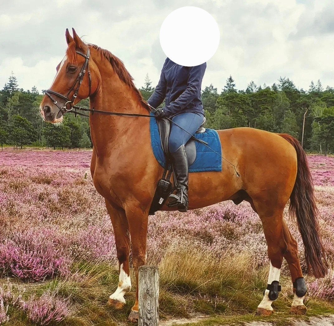 Te koop Gelderse ruin, Dieren en Toebehoren, Gechipt, Ruin, L, Tuigpaard