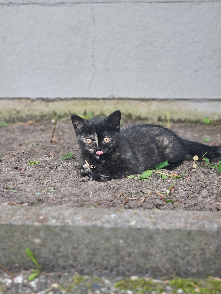 Kittens, Dieren en Toebehoren, Meerdere dieren, Met stamboom, 0 tot 2 jaar