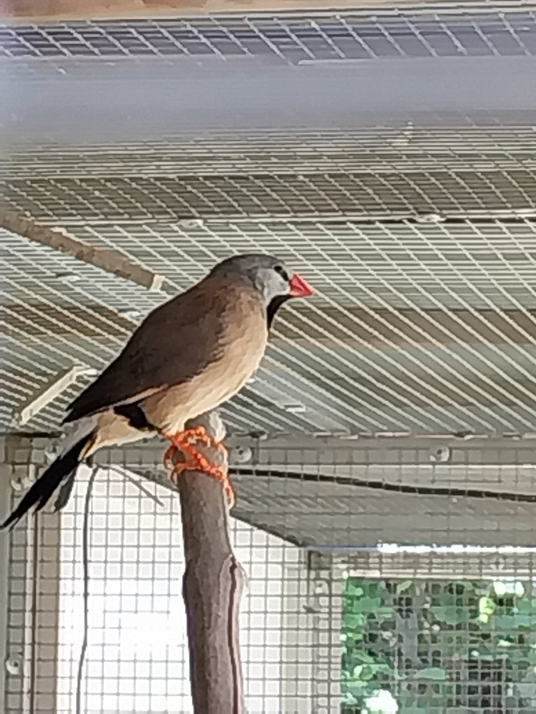 Spitsstaartamadine, Dieren en Toebehoren, Vogels | Overige Vogels, Geslacht onbekend, Tropenvogel