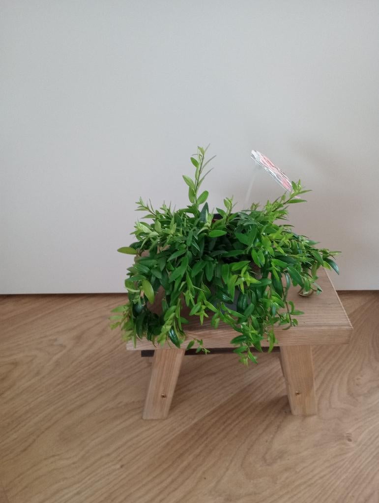 Lipstickplant/ aeschynanthus, Ophalen, Overige soorten, Halfschaduw, Minder dan 100 cm