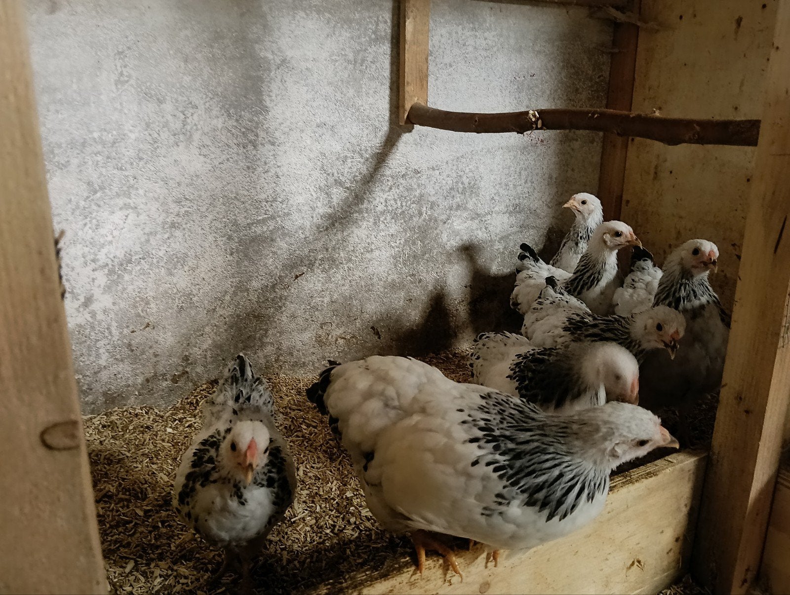 wyandotte hennen, Dieren en Toebehoren