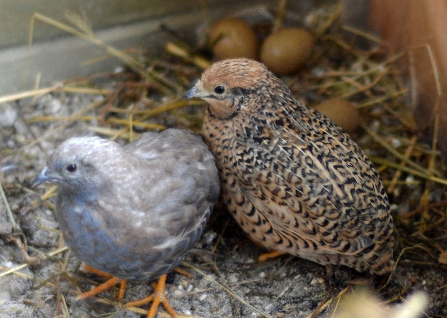 Chinese dwergkwartels natuurbroed, Dieren en Toebehoren, Meerdere dieren, Overige soorten