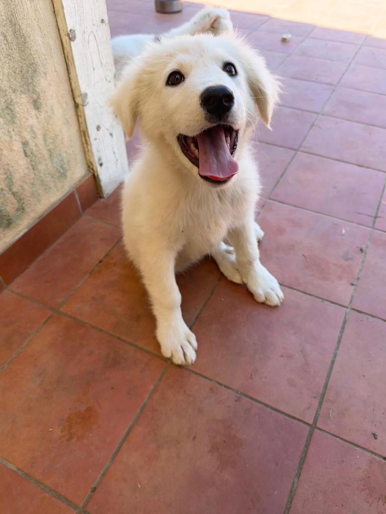 Gastgezin / adoptant gezocht voor deze twee knappe pupjes, Dieren en Toebehoren, Honden | Niet-rashonden, Particulier, 15 weken tot 1 jaar