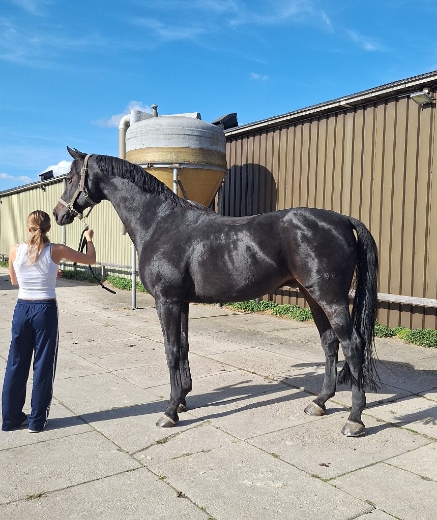 Pony's en paarden scheren op locatie