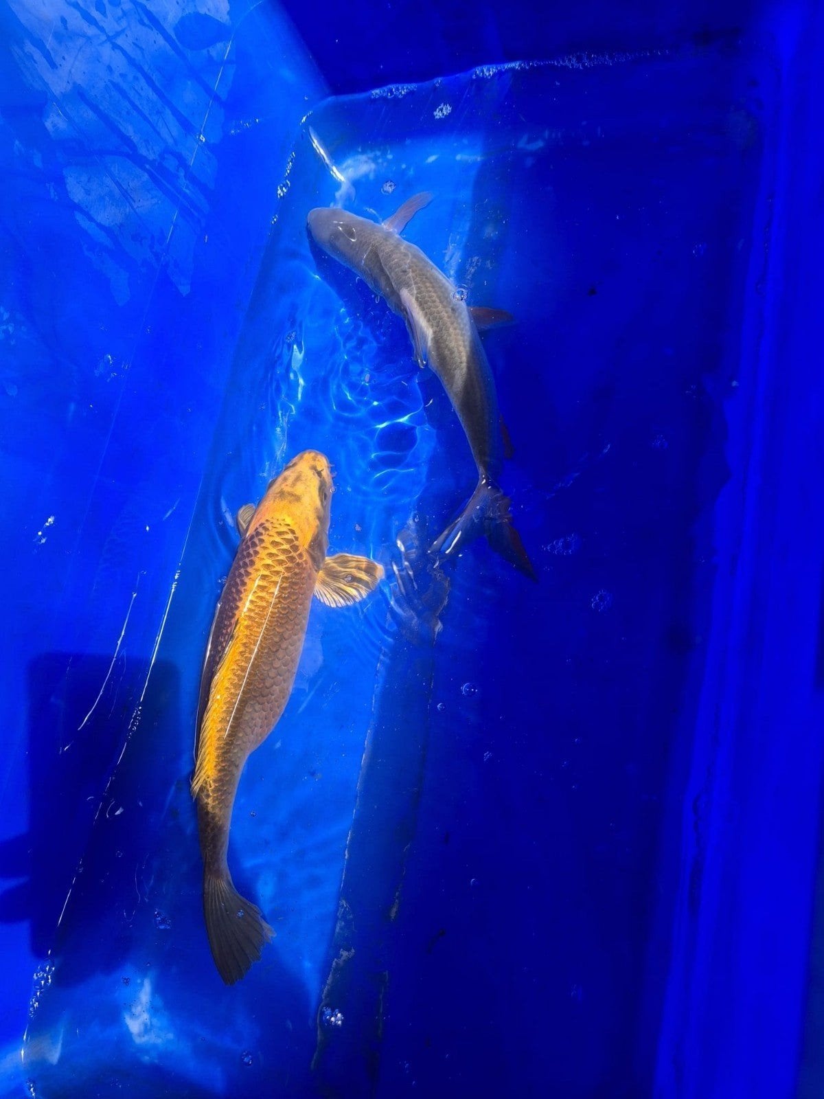 Koi, Karper of Koi