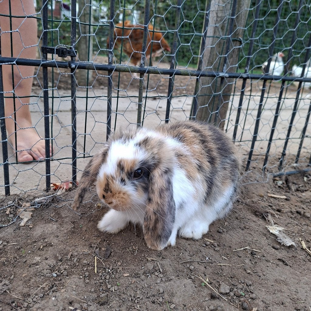 Dwergkonijntjes, Dieren en Toebehoren, Meerdere dieren, Dwerg, 0 tot 2 jaar