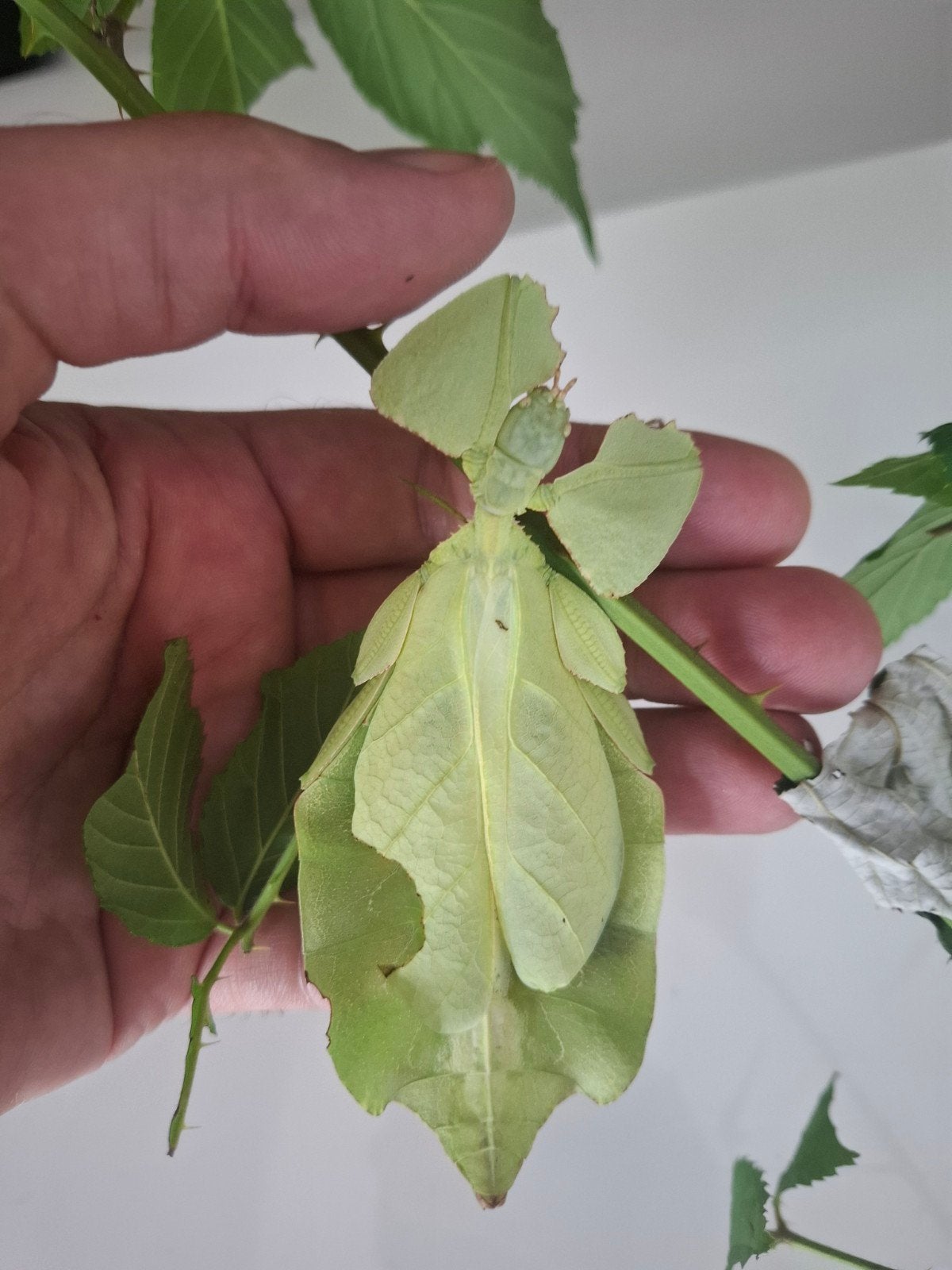Eitjes Wandelend blad;  cryptophyllium limogesi, Dieren en Toebehoren, Wandelende tak