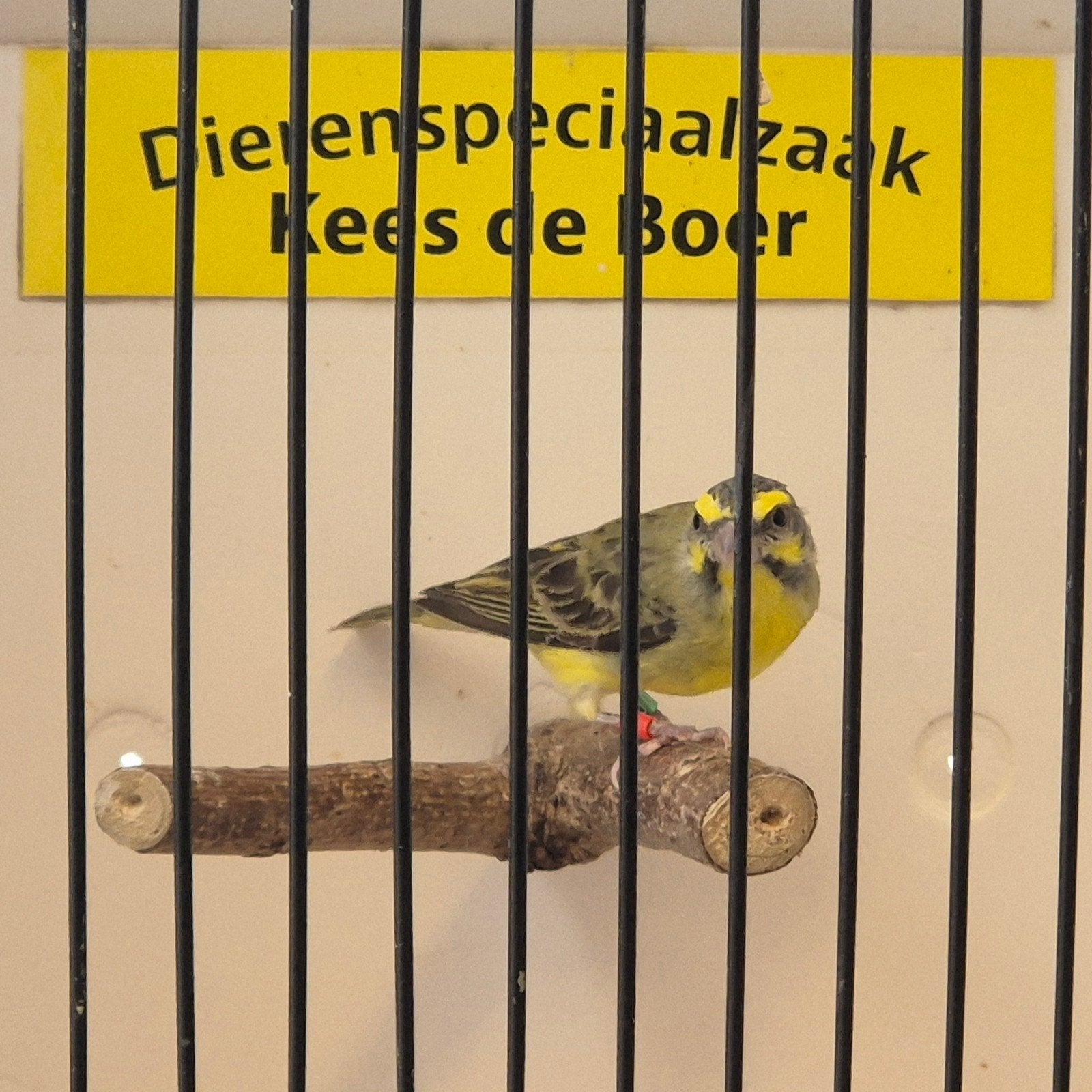 Mozambiquesijs man, Mannelijk, Geringd