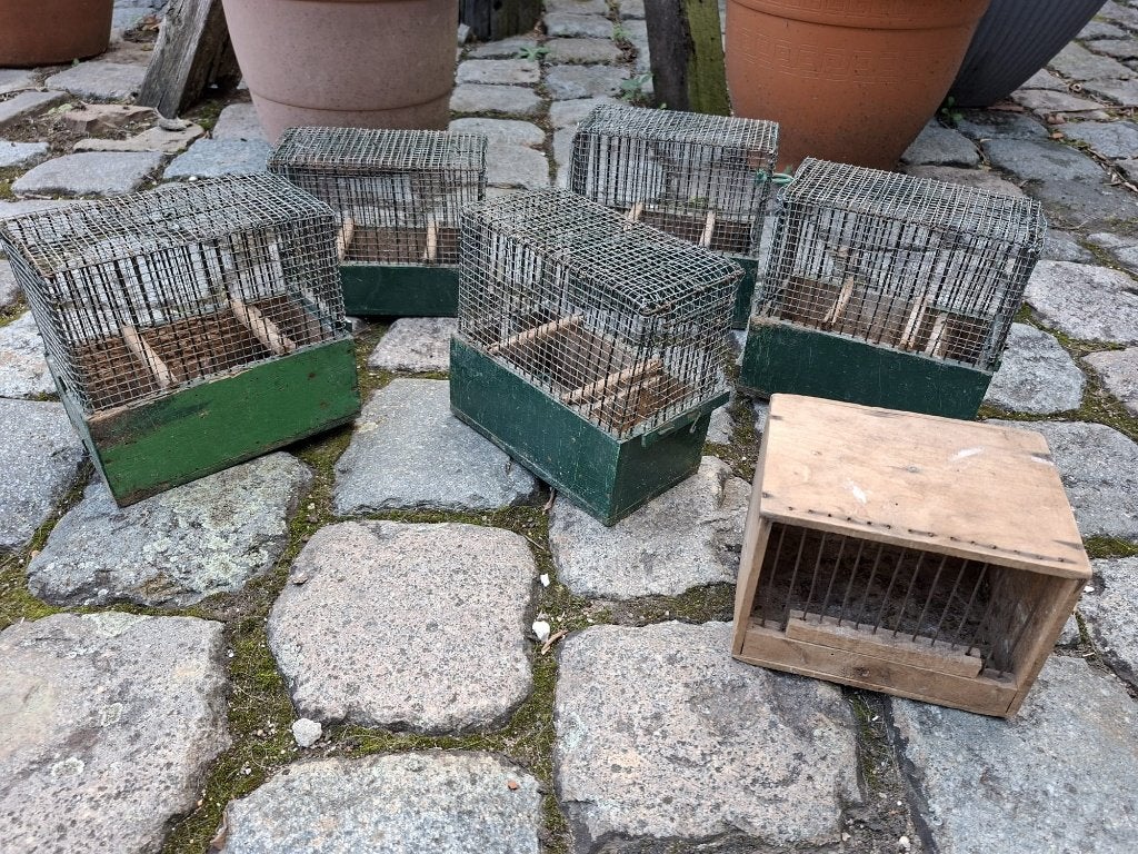 6 oude vogelkooitjes, jaren 1950, Ophalen of Verzenden