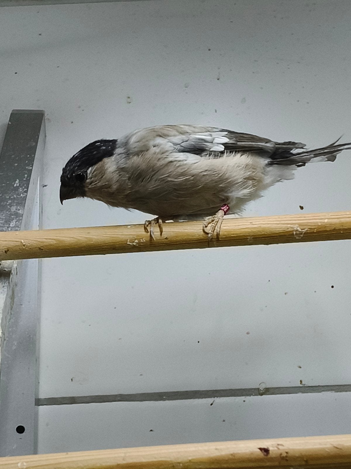 Goudvink Noordse pastel pop, Vrouwelijk, Wildzangvogel