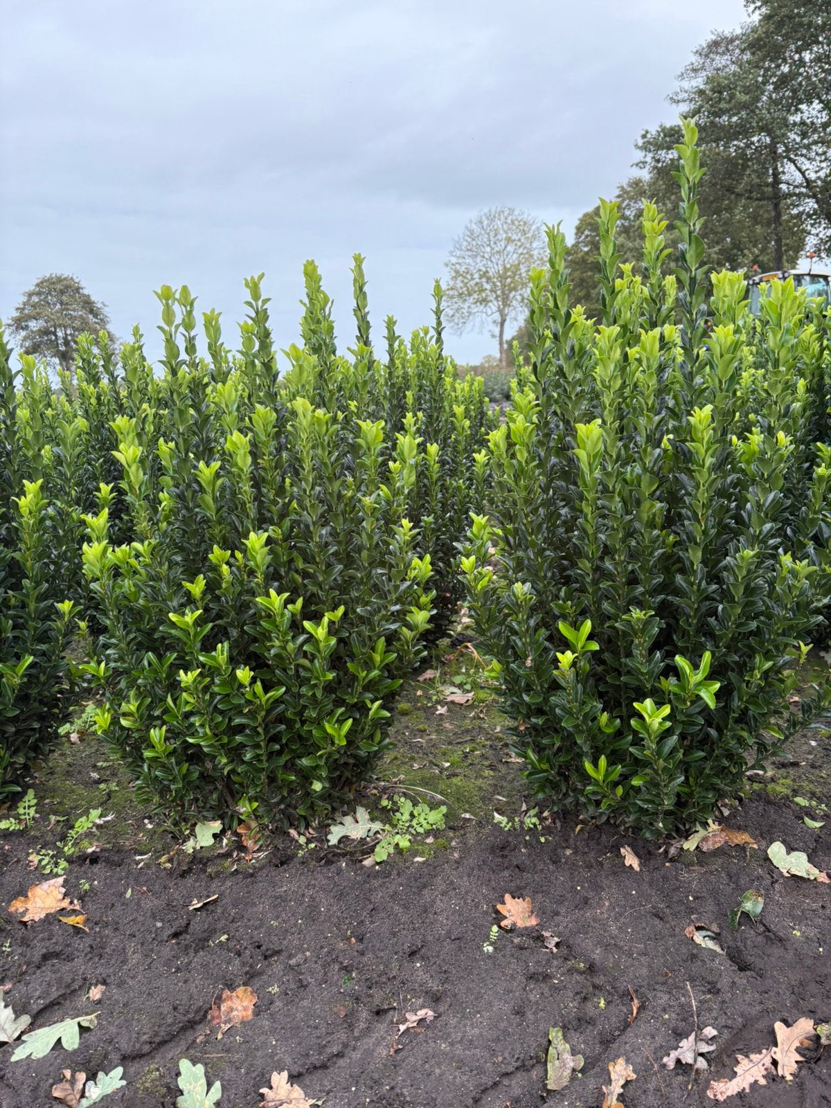 euonymus japonicus green spire. Kardinaalsmuts, Ophalen of Verzenden, Overige soorten, Haag