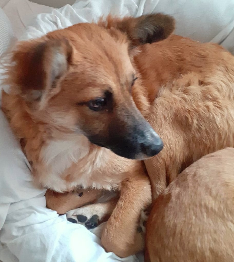 RUBY, MENSGERICHT, SPEELS, JONG TEEFJE, KLEIN MIDDELMAATJE, Dieren en Toebehoren, Honden | Niet-rashonden, Particulier, 1 tot 2 jaar