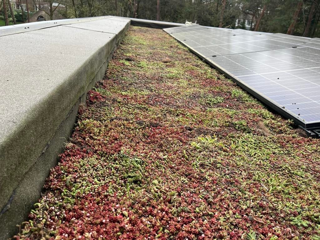Sedum trays, sedum matten en toebehoren voor Groendak