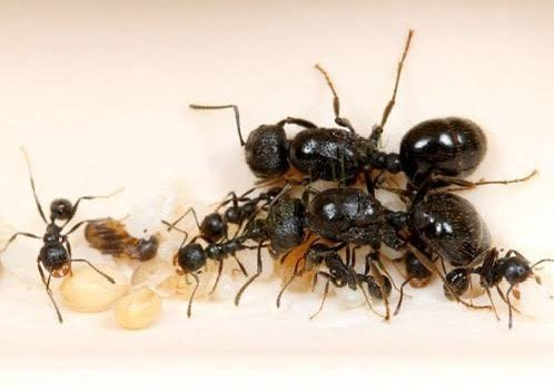 Messor Aciculatus 5 queens 1-5W, Mieren