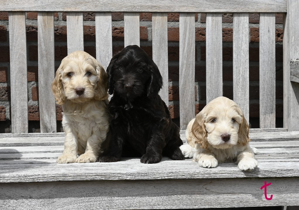 Cockadoo pups # Cockapoo # kruising # mix, Parvo, Overige rassen, 8 tot 15 weken, Meerdere