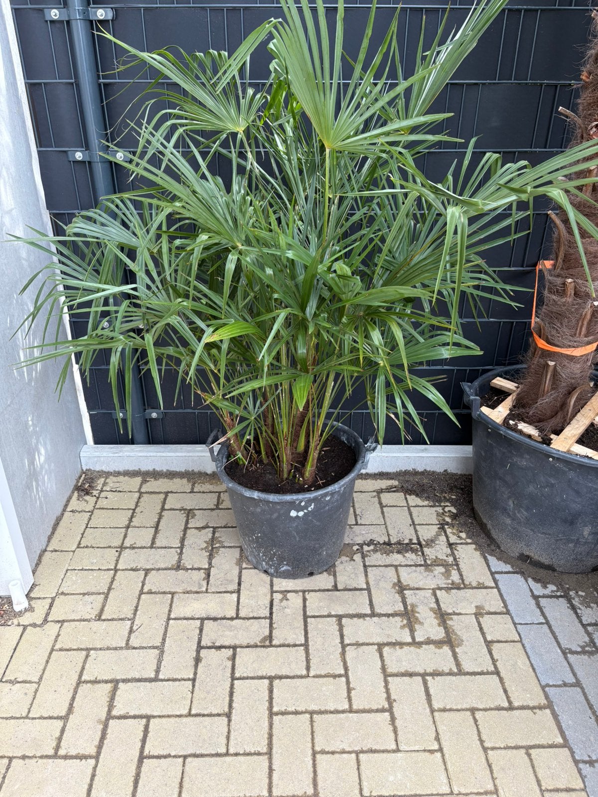 Palm, Ophalen of Verzenden
