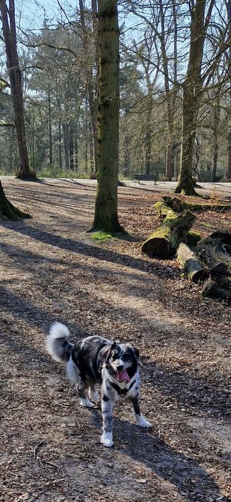 Australian shepherd x labrador, Dieren en Toebehoren, Rabiës (hondsdolheid), Overige rassen, 1 tot 2 jaar, Teef