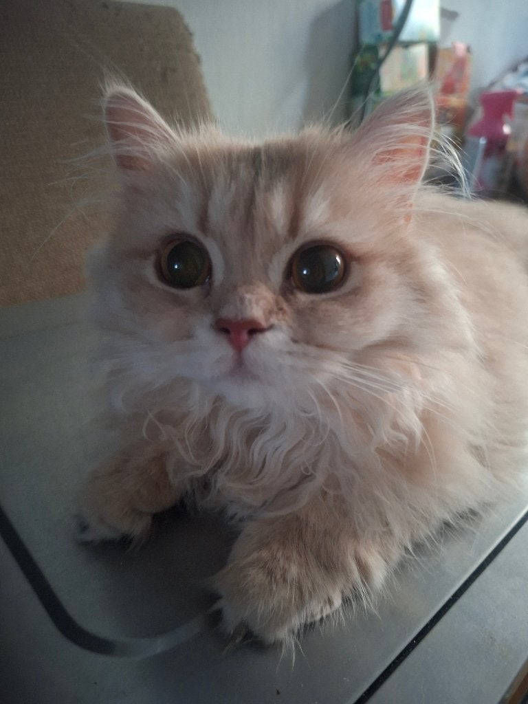 Dieren, Poes