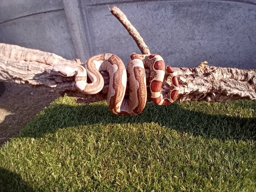 Verschillende jonge boa constrictor imperator te koop Boa Constrictor photo 5