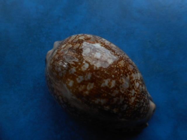 Schelpen: Cypraea arabica immanis S.S. f++g 80,5mm, Ophalen of Verzenden, Schelp(en)