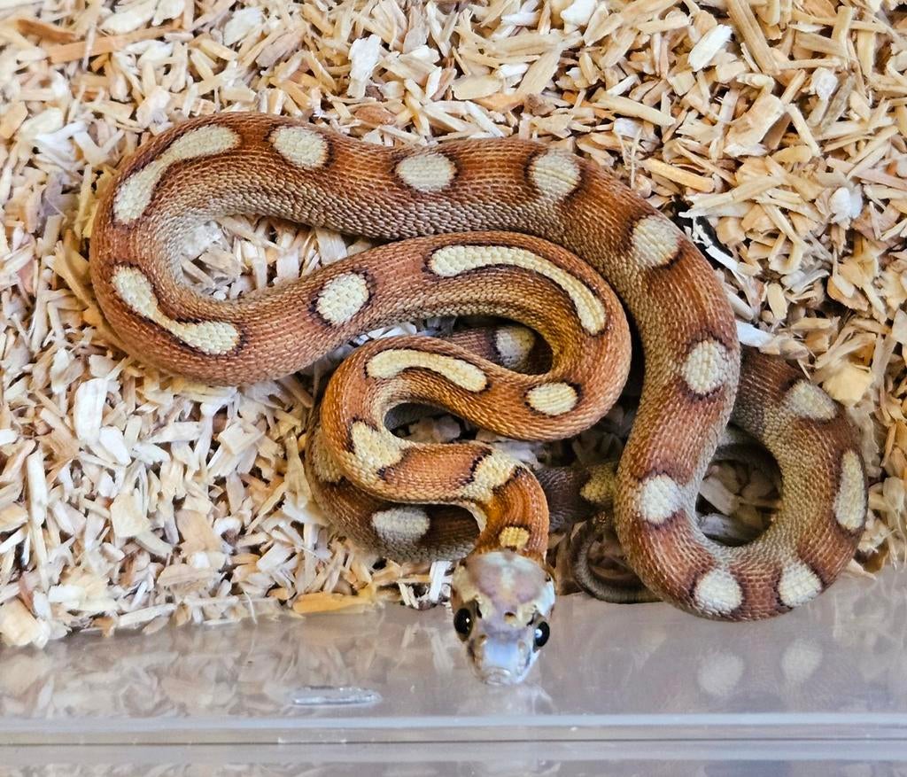 Korenslangen Corn Snake - unknown for sale from dietervanloffelt