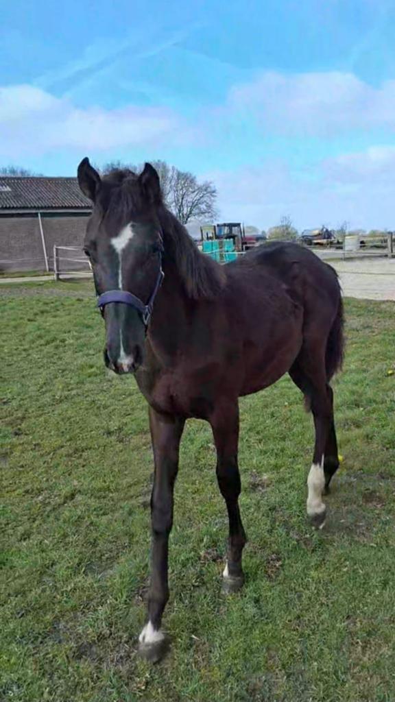 Paarden  voor de toekomst, Dieren en Toebehoren, Paarden, Merrie, Dressuurpaard, 0 tot 2 jaar