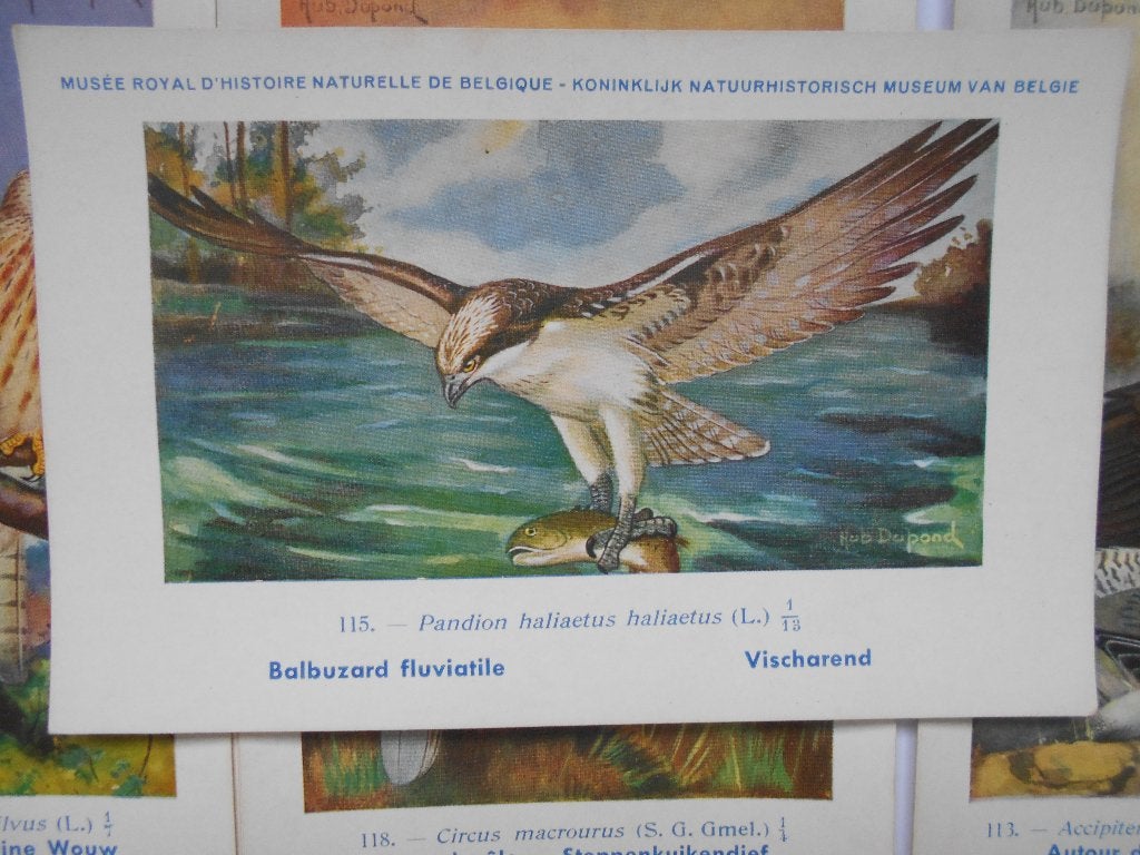 Vogelkaarten Koninklijk Natuurhistorisch Museum Hub Dupond, Ophalen of Verzenden, 1920 tot 1940, Ongelopen, Vogel