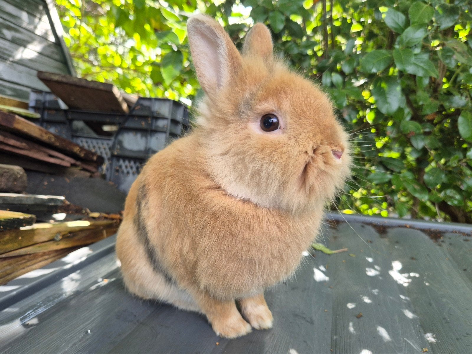Leuke gecastreerde en gevaccineerde ram, Dieren en Toebehoren, Mannelijk, Klein, 3 tot 5 jaar