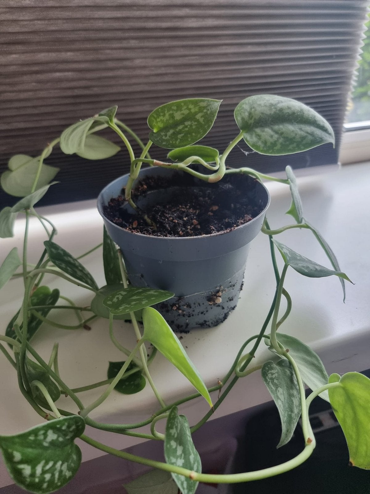 Kamerplant, Huis en Inrichting, Kamerplanten, Ophalen, Halfschaduw, Minder dan 100 cm