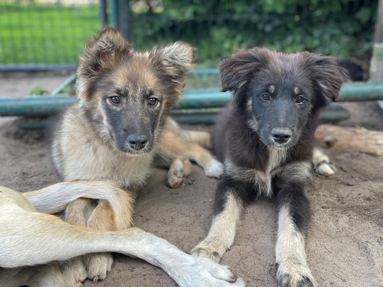 Kara herder teefje 4 maanden, Dieren en Toebehoren, Honden | Herdershonden en Veedrijvers, Particulier, 15 weken tot 1 jaar, Buitenland
