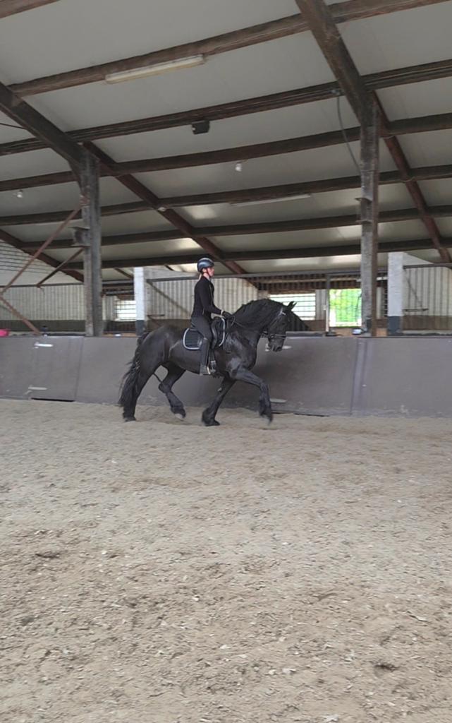 Kroon AAA merrie, Dieren en Toebehoren, Paarden, Merrie, Met stamboom, Dressuurpaard, 160 tot 165 cm
