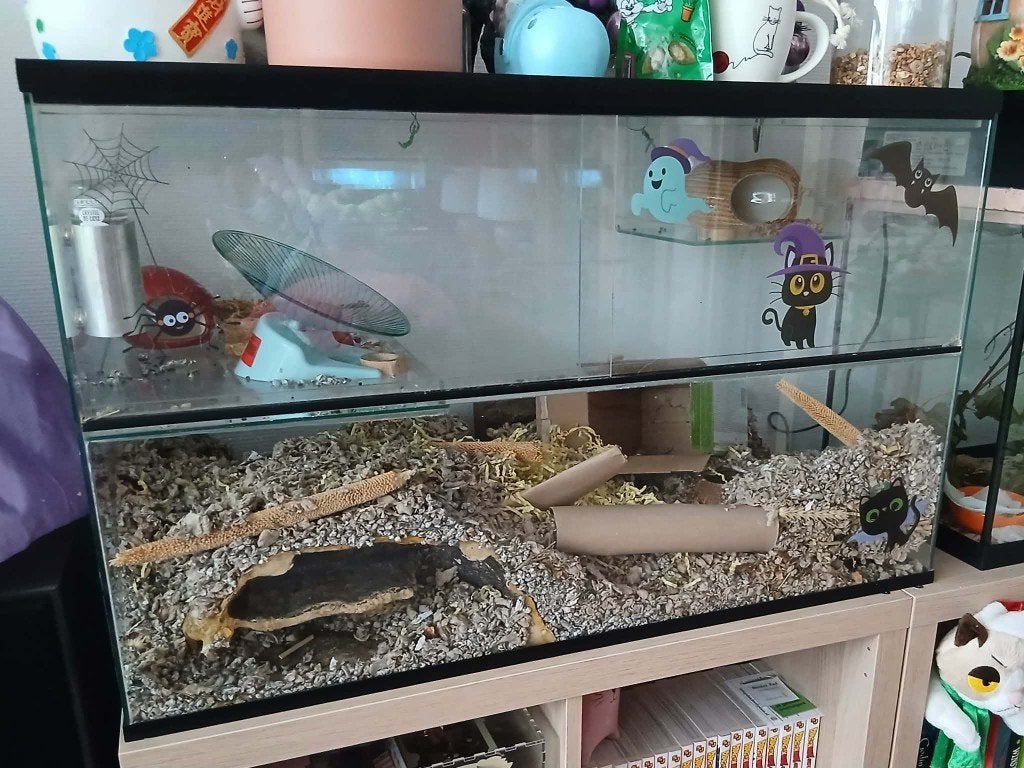 knaagdier terrarium, Dieren en Toebehoren, Knaagdieren en Konijnen | Hokken en Kooien, Gebruikt, Hok, Minder dan 60 cm, 75 tot 110 cm