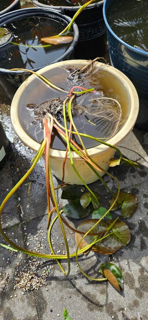 Waterlelie stekken met klein groot blad  en g- Vijverplant, Ophalen, Volle zon, Vaste plant, Zomer