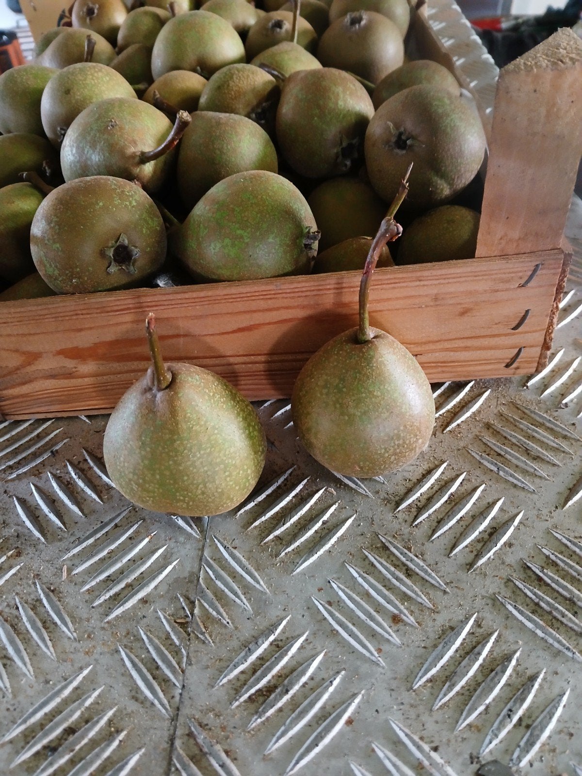 Handpeer, Juttepeer, onbespoten fruit, Ophalen