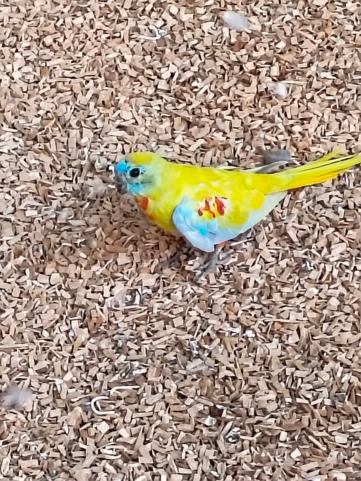 Turquoisines, Dieren en Toebehoren, Vogels | Parkieten en Papegaaien, Mannelijk, Parkiet