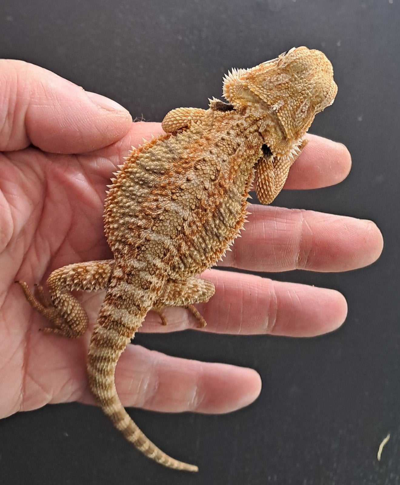 Baardagaam Bearded Dragon photo 2