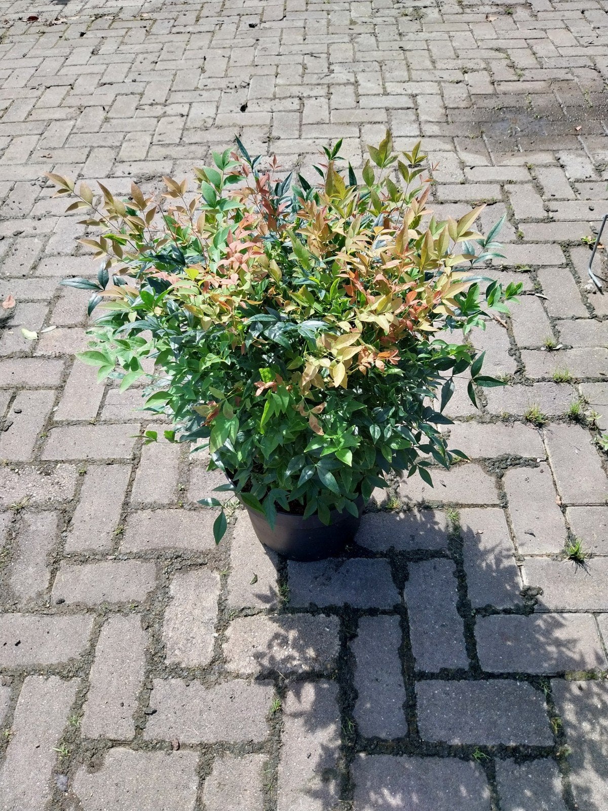 Nandina Golf Stream - Hemelse Bamboe, Vaste plant, Bloeit niet, Halfschaduw, Ophalen