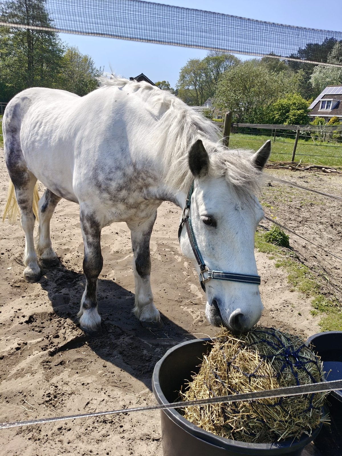 Lieve e-pony recreatief/mennen, Dieren en Toebehoren, Ruin, Recreatiepaard, Ingeënt