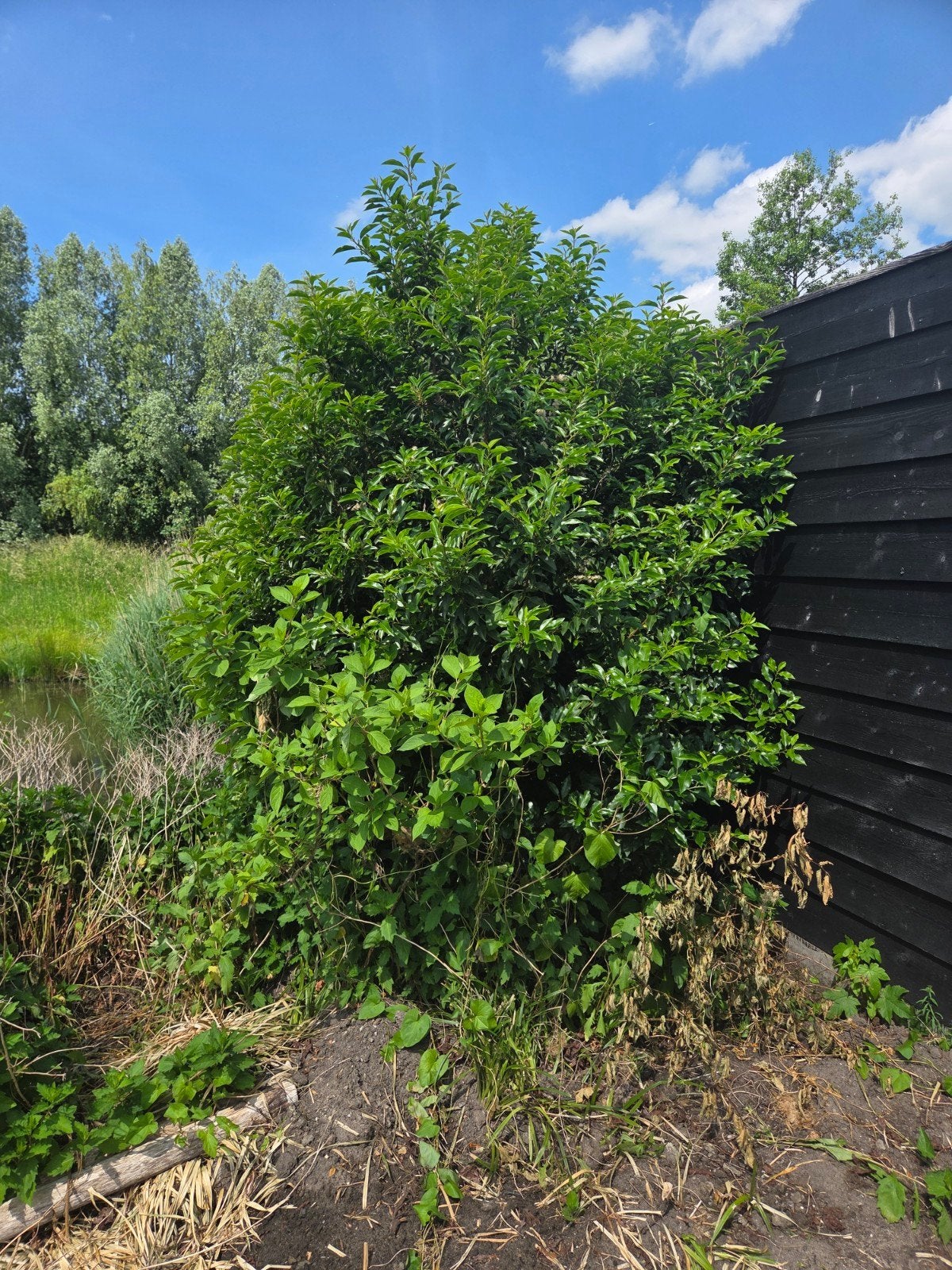 GRATIS: Boompjes en struiken, Tuin en Terras, Planten | Struiken en Hagen, Ophalen