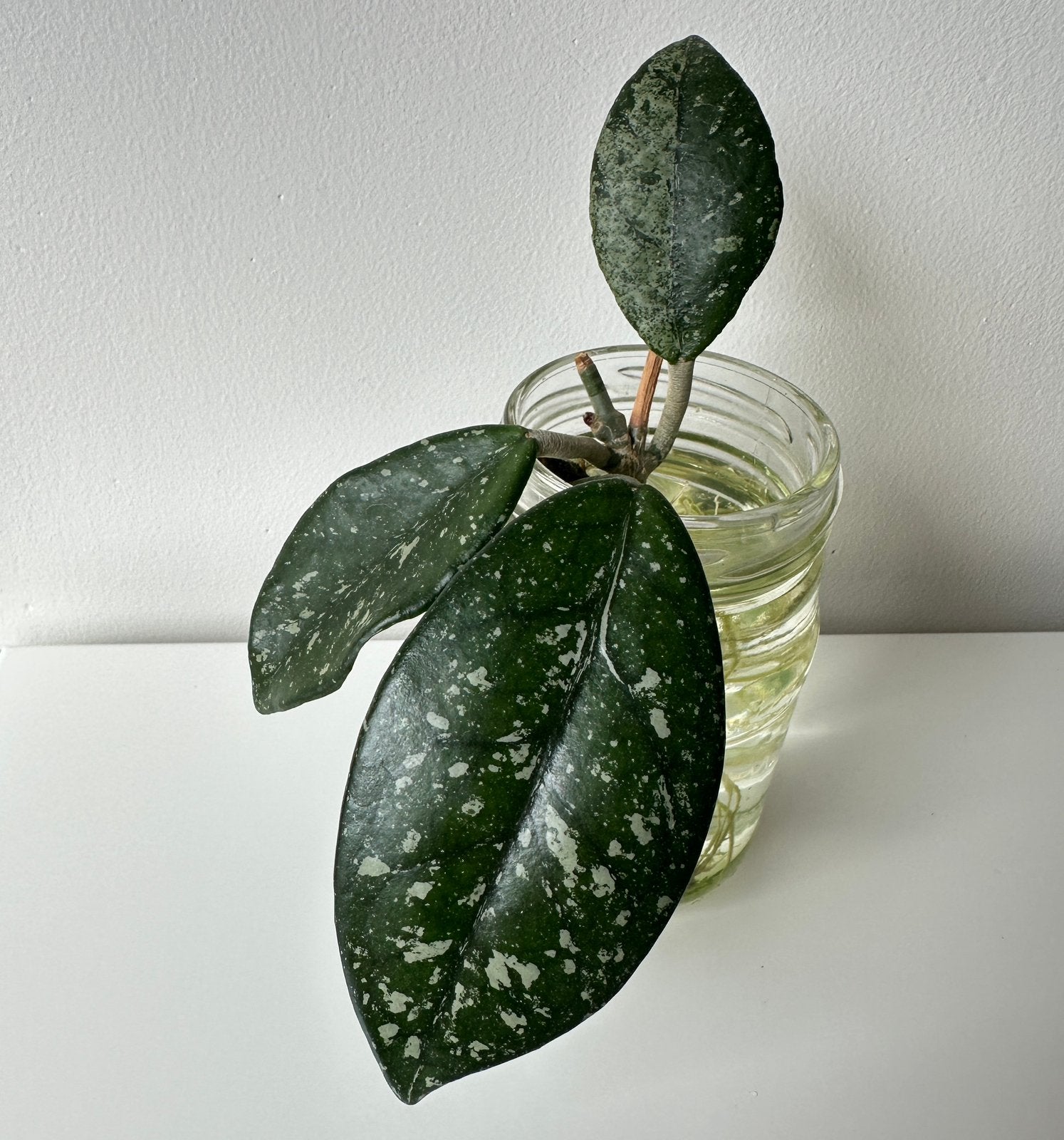 Hoya wilbur graves bundle van 2 stekken, Huis en Inrichting, Ophalen of Verzenden, Halfschaduw, Minder dan 100 cm