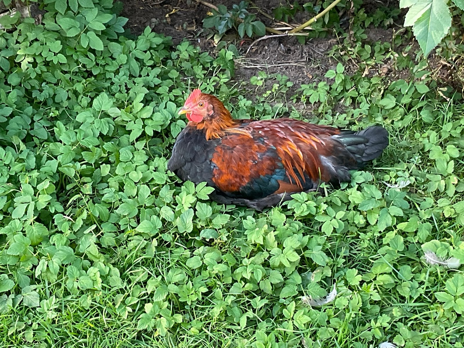 Welsumer hanen, Dieren en Toebehoren