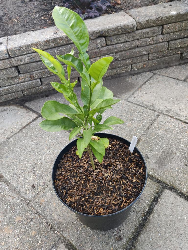 Pomelo plant 30-40 cm - Citrus maxima, Volle zon, Vaste plant, Ophalen of Verzenden, Fruitplanten