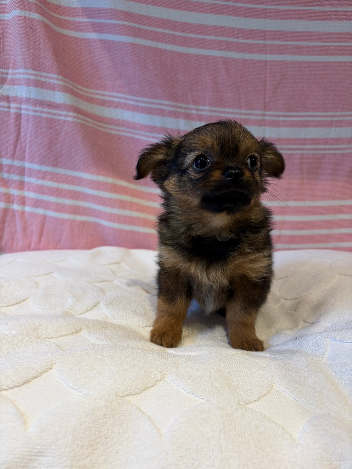 TE Koop Pomchi Pups, Dieren en Toebehoren, Overige rassen, 8 tot 15 weken, Teef, CDV (hondenziekte)