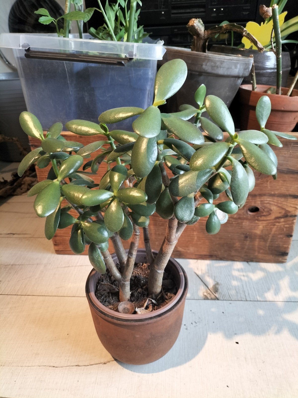 Crassula ovata jadeplant, Ophalen of Verzenden, Vetplant, Volle zon, Minder dan 100 cm